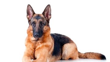 18 عاما.. السن القانوني لاصطحاب الكلب طبقا للقانون