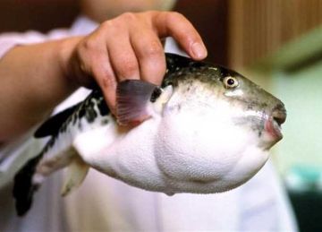 تناولوا سمكة القراض السامة.. إصابة 4 أشخاص بتسمم في النجيلة