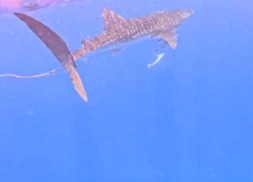 ظهور القرش الحوتي الضيف الصديق في مرسى علم.. ودعوات لإنقاذه بعد تعلق حبل بذيله