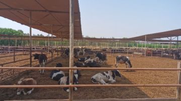 الزراعة: إجراء التلقيح الاصطناعي لأكثر من 47 ألف رأس ماشية خلال يوليو الزراعة: إجراء التلقيح الاصطناعي لأكثر من 47 ألف رأس ماشية خلال يوليو