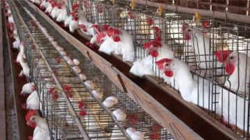 بكام الفراخ النهاردة؟.. مفاجأة جديدة في أسعار الدواجن والبيض اليوم الخميس