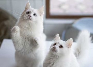 يعاني ولا يستطيع التعبير.. كيف يمكن لك حماية حيوانك الأليف خلال ارتفاع درجات الحرارة؟