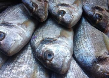 سعر السمك البلطي والكابوريا والجمبرى بالأسواق اليوم الثلاثاء 9 سبتمبر 2025