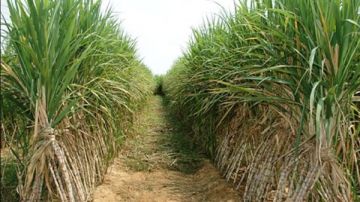 نقابة الفلاحين تطالب وزير الزراعة بصرف مستحقات مزارعي القصب المتأخرة