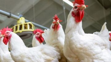 بكام النهاردة؟ أسعار الفراخ والبيض اليوم الأحد 14 سبتمبر 2025 بكام النهاردة؟ أسعار الفراخ والبيض اليوم الأحد 14 سبتمبر 2025