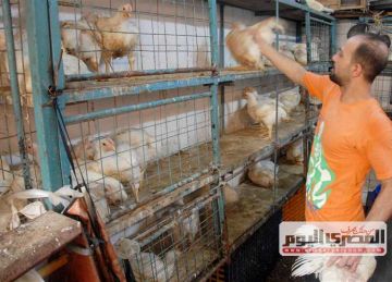  15 فائضا.. الشعبة توضح متى تتراجع أسعار الدواجن الفترة المقبلة