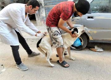 استعدادا لعودة المدارس.. حملة لتطعيم الكلاب الضالة ضد السعار بشوارع الإسكندرية (صور)
