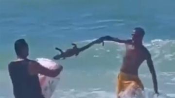 تفاصيل العثور على تمساح طوله متر وربع في مياه البحر بشاطئ أبو تلات 2 بالإسكندرية تفاصيل العثور على تمساح طوله متر وربع في مياه البحر بشاطئ أبو تلات 2 بالإسكندرية