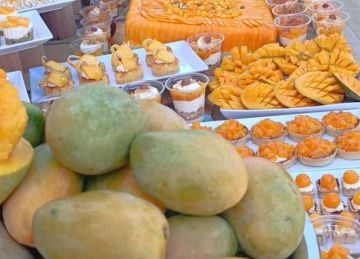  عصائر وتورت وكنافة .. انطلاق فعاليات مهرجان المانجو بالغردقة بمشاركة 15 شيفا (صور)