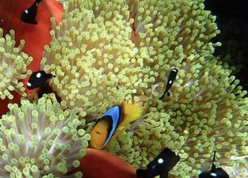 فريق علمي من محميات البحر الأحمر يرصد تراجع ظاهرة ابيضاض الشعاب المرجانية فريق علمي من محميات البحر الأحمر يرصد تراجع ظاهرة ابيضاض الشعاب المرجانية