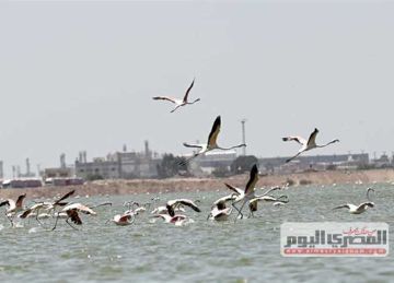 مطروح تبدأ استخراج تصاريح صيد الطيور المهاجرة