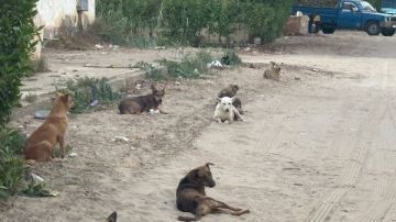 بعد دعوات الامتناع عن إطعام الكلاب الضالة.. توجيهات وتحذيرات عاجلة من الزراعة