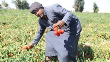 تسجيل 5 أصناف جديدة من محاصيل الخضر ضمن برنامج إنتاج التقاوي.. تفاصيل