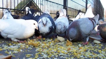 سقطت تنزف على الترابيزة.. مناشدة عاجلة بتنفيذ حكم وقف رماية الحمام الحي بنادي الصيد