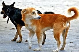 هل يجوز قتل القطط والكلاب الضالة المؤذية .. الإفتاء تجيب