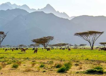 قرار قضائي من محكمة جنايات البحر الأحمر للمتهمين بالتنقيب عن الذهب بمحمية جبل علبة قرار قضائي من محكمة جنايات البحر الأحمر للمتهمين بالتنقيب عن الذهب بمحمية جبل علبة