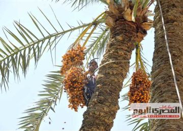 أسعار البلح في مطروح اليوم الأحد 21 سبتمبر 2025 أسعار البلح في مطروح اليوم الأحد 21 سبتمبر 2025