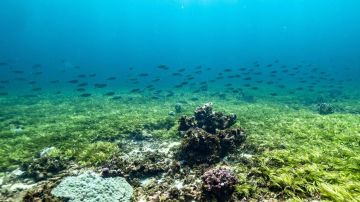 ثورة جديدة في الطاقة المتجددة.. اكتشاف مصدر طاقة من الطحالب ما القصة؟