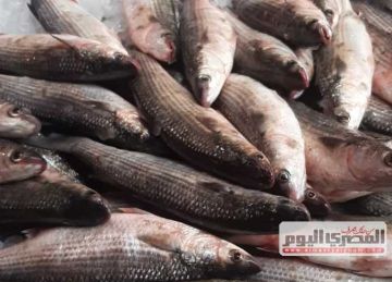 الجمبري 1700.. أسعار الأسماك غدا بأسواق دمياط