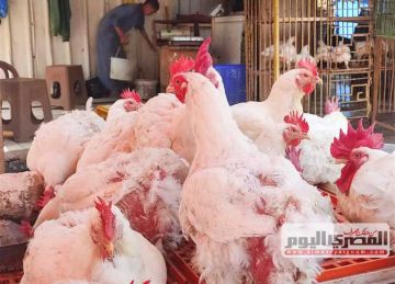 سعر الفراخ البيضاء الآن بعد آخر زيادة.. أسعار الدواجن اليوم الثلاثاء 2-9-2025 بالمحال والمزرعة سعر الفراخ البيضاء الآن بعد آخر زيادة.. أسعار الدواجن اليوم الثلاثاء 2-9-2025 بالمحال والمزرعة