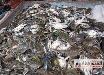 أسعار الأسماك في محافظة دمياط غدا