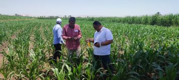 الزراعة تستعرض جهود وأنشطة بحوث أمراض النباتات خلال النصف الأول من سبتمبر الزراعة تستعرض جهود وأنشطة بحوث أمراض النباتات خلال النصف الأول من سبتمبر