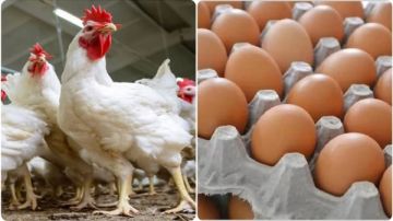 أسعار الفراخ اليوم الإثنين.. البانيه والبيض بكام؟