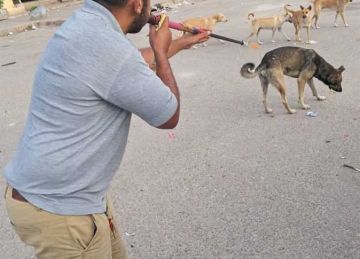 حملات ميدانية لتحصين الكلاب الضالة ضد السعار بالعاشر من رمضان (صور)