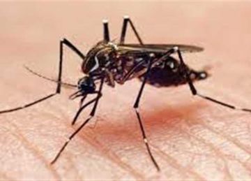 بعد انتشارها في بنجلاديش .. كل ما تريد معرفته عن حمي الضنك أعراضها وطرق الوقاية منها بعد انتشارها في بنجلاديش .. كل ما تريد معرفته عن حمي الضنك أعراضها وطرق الوقاية منها