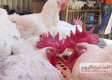 بعد تراجع سعر الفراخ البيضاء.. أسعار الدواجن اليوم الخميس 18 سبتمبر 2025 صباحا