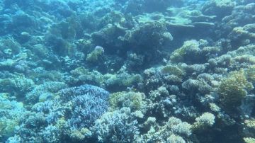 بدء البرنامج السنوي لرصد الشعاب المرجانية بالبحر الأحمر بدء البرنامج السنوي لرصد الشعاب المرجانية بالبحر الأحمر