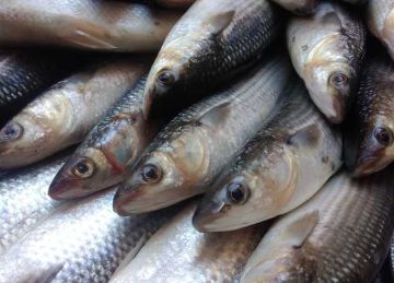 سعر السمك البلطي والكابوريا والجمبري بالأسواق اليوم الخميس 11-9-2025