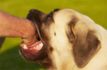 في اليوم العالمي لداء الكلب.. كل ما تود معرفته عن المرض وفيروس RABV