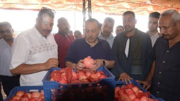 ما قصة الذهب الأحمر وأشهر محافظات تصديره؟