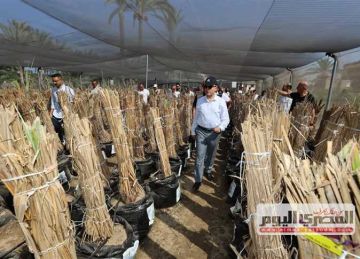 افتتاح أول مشتل نخيل مجتمعي بقرية أبوشعلان في كفر الشيخ بالتعاون مع منظمة الفاو