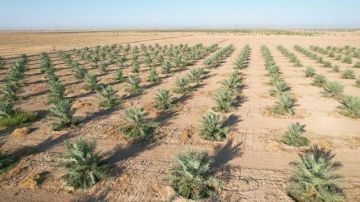  الريف المصري توقع عقد تخصيص بالفرافرة القديمة لإقامة مشروع لزراعة نخيل المجدول