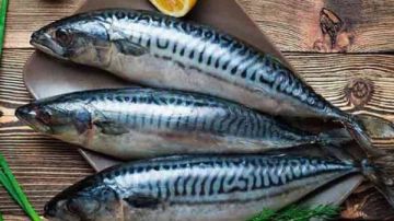 شعبة الأسماك تكشف أسباب ارتفاع الأسعار وموعد الانخفاضات شعبة الأسماك تكشف أسباب ارتفاع الأسعار وموعد الانخفاضات