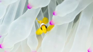 أسماك المهرج وشقائق النعمان البحرية تختفي بسبب تغير المناخ