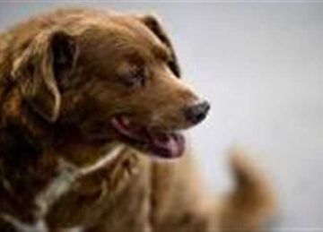 المنع مقيد بسبب أو علة شرعية.. عالم أزهري: تربية الكلاب جائزة ولعابها نجس المنع مقيد بسبب أو علة شرعية.. عالم أزهري: تربية الكلاب جائزة ولعابها نجس