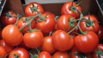 نقيب الفلاحين ينفي شائعة انتشار طماطم مسرطنة في الأسواق