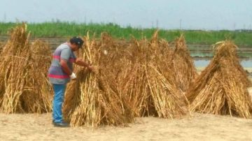 رئيس مدينة بورفؤاد: بدء موسم حصاد محصول الأرز بسهل الطينة