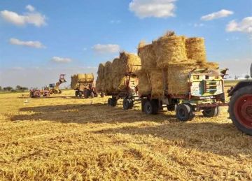 للقضاء على السحابة السوداء .. تجميع 32 ألف طن قش منذ بداية حصاد الأرز بالشرقية