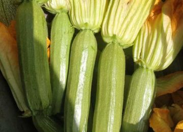  البحوث الزراعية : تسجيل هجن وأصناف محلية جديدة من الطماطم والفاصوليا والكوسة