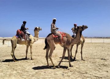 شمال سيناء تقيم مهرجان للهجن بالعريش