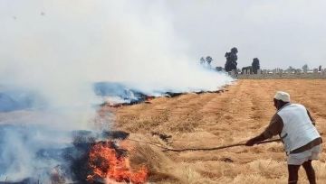 تجميع 12.7 ألف طن قش أرز بالشرقية للحد من السحابة السوداء