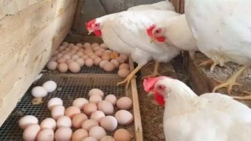 2 جنيه للكيلو.. تراجع أسعار الفراخ وكرتونة البيض في الأسواق اليوم 2 جنيه للكيلو.. تراجع أسعار الفراخ وكرتونة البيض في الأسواق اليوم