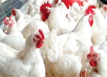 أسعار الدواجن في شمال سيناء اليوم الجمعة 19 سبتمبر 2025 أسعار الدواجن في شمال سيناء اليوم الجمعة 19 سبتمبر 2025