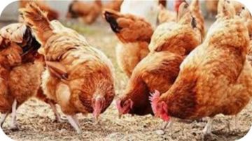 استقرار أسعار الدواجن والبيض في الوادي الجديد اليوم الجمعة