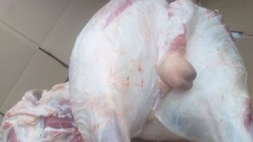 مجـ.ــزر غير شرعي ضبط لحوم فاسدة بالبحر الأحمر في حملة مفاجئة لإنقاذ صحة المواطنين