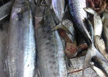 سعر السمك البلطي والسردين والجمبري في الأسواق اليوم الأربعاء 17 سبتمبر 2025 سعر السمك البلطي والسردين والجمبري في الأسواق اليوم الأربعاء 17 سبتمبر 2025